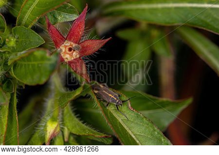 Adult Plant Bug Of The Genus Prepops