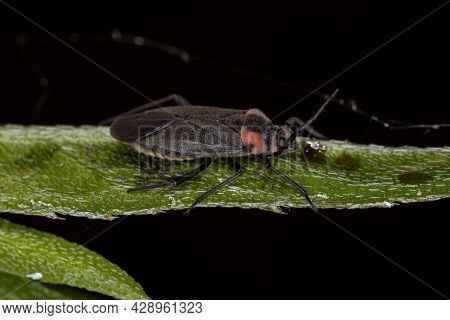 Adult Plant Bug Of The Genus Prepops