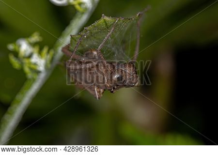Damselfly Insect Molt