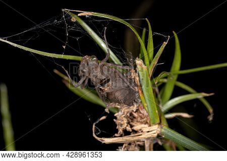 Damselfly Insect Molt