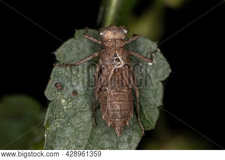 Damselfly Insect Molt