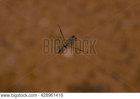 Small Typical Backswimmer Insect Of The Genus Buenoa
