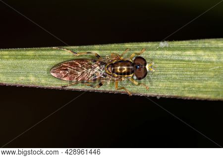 Adult Typical Hover Fly Of The Subfamily Syrphinae