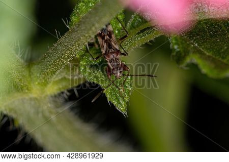 Adult Dirt-colored Seed Bug Of The Tribe Myodochini