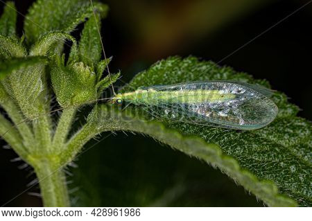 Adult Typical Green Lacewing