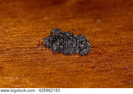 Asian Lady Beetle Larvae Of The Species Harmonia Axyridis Hatching From Eggs