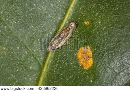Small Typical Leafhopper