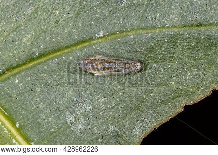 Small Typical Leafhopper