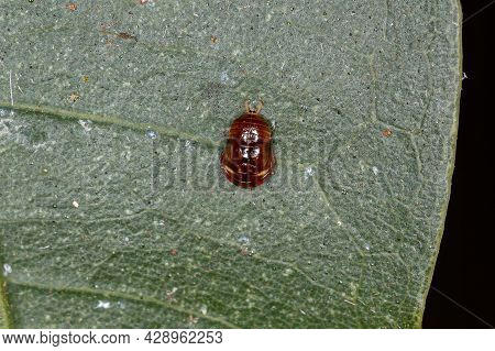 Small Typical Leafhopper Nymph