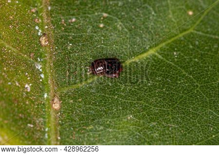 Small Typical Leafhopper Nymph
