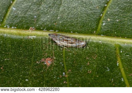 Small Typical Leafhopper