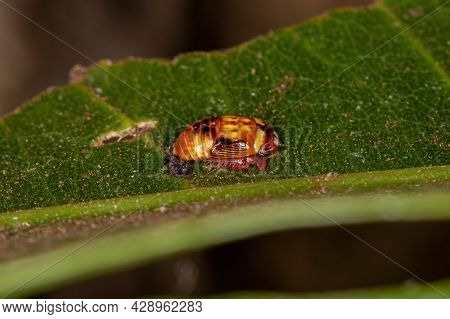 Small Typical Leafhopper Nymph