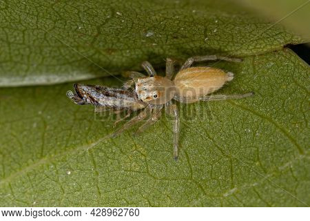 Small Jumping Spider
