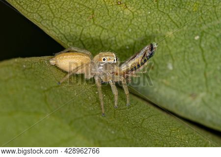 Small Jumping Spider