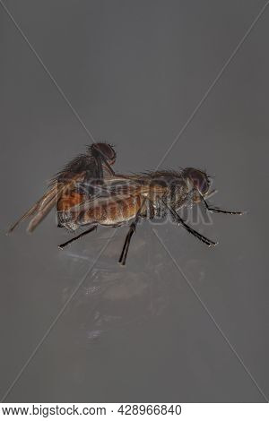 Housefly Mating, Close-up Of Flies Mating On Railing