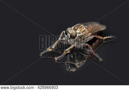 Predatory Fly On A Black Background With Reflection, Robber Fly Ruthless Winged Hunter For Small Ins
