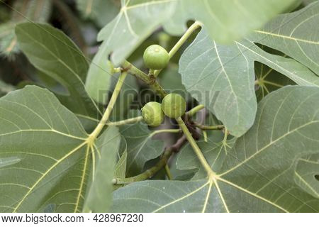 Green Fig Growing On A Tree, Natural Background