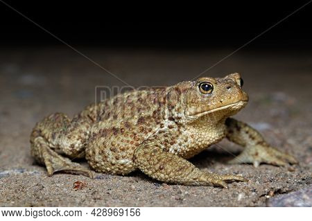 Close-up Side View Of Giant River Toad (bufonidae)