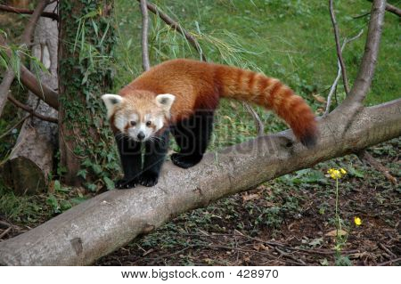 Firefox