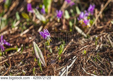 Wild Pink Kandyk Siberian Flower