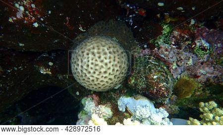 Stony Coral Knob Coral (dipsastraea Lacuna, Originally Called Favia Lacuna) Undersea, Red Sea, Egypt