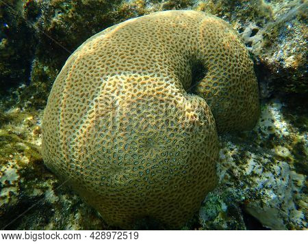 Stony Coral Knob Coral (dipsastraea Lacuna, Originally Called Favia Lacuna) Undersea, Red Sea, Egypt