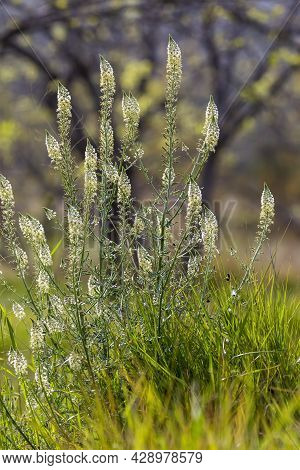 A Tall, Medicinal Plant (reseda Alba) With White, Small Inflorescences Growing In A Meadow On A Sunn