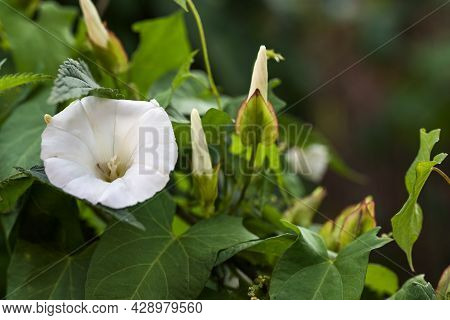 White Trumpet Flower, Buds And Leaves Of The Hedge Bindweed (calystegia Sepium) A Persistent Perenni
