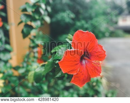 Flower Hibiscus Rosa-sinensis (chinese Hibiscus, China Rose, Hawaiian Hibiscus, Rose Mallow, Shoebla