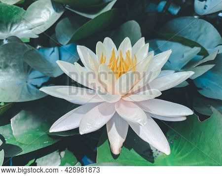 Lotus Flower (lotus Or Nelumbo)