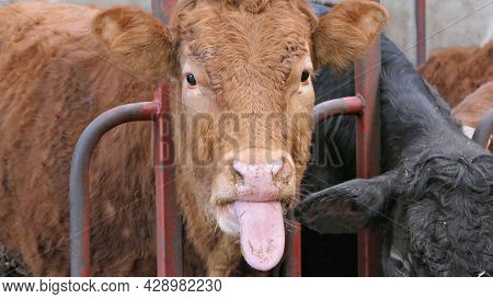 Cow With Long Tongue Eating Silage Grass Through A Gate In A Shed