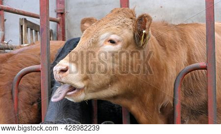 Cow With Long Tongue Eating Silage Grass Through A Gate In A Shed