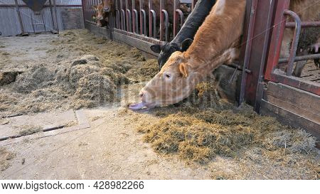 Cow With Long Tongue Eating Silage Grass Through A Gate In A Shed