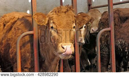 Red Cow With Long Tongue Licking Her Nose In A Shed At A Farm