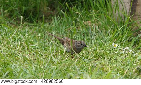 Dunnock Searching For Food On The Ground