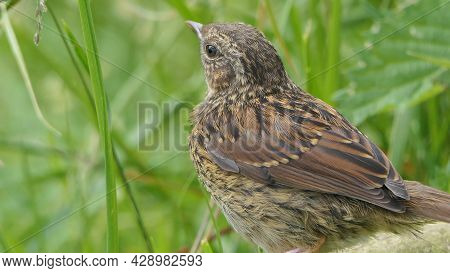 Dunnock Searching For Food On The Ground