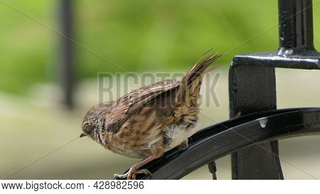 Dunnock Searching For Food On The Ground