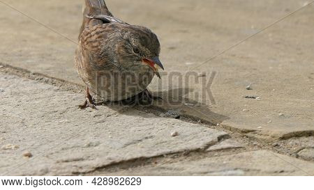 Dunnock Searching For Food On The Ground