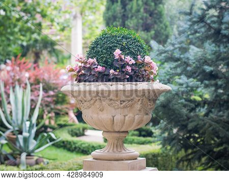 A Large Stone Vase With Beautiful Flowers In The Old Park. Cultivation Of Vegetation At Home.
