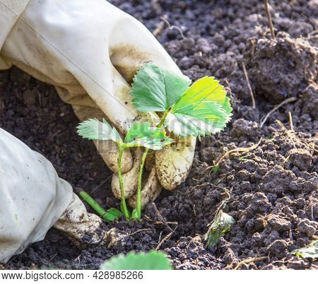 Gardening, Vegetable Garden, Dacha. Female Hands In Beige Gloves Plant Strawberry Plant