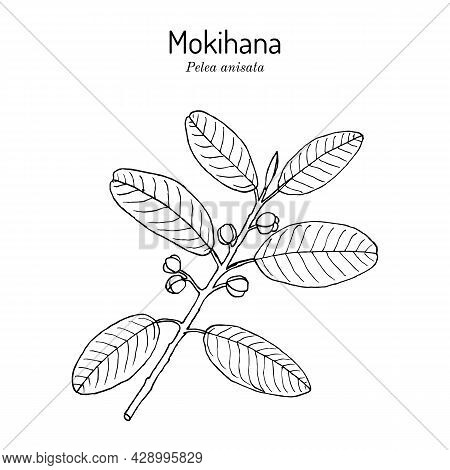 Mokihana Or Kauai Pelea Anisata , State Lei Material Of Hawaii. Hand Drawn Botanical Vector Illustra