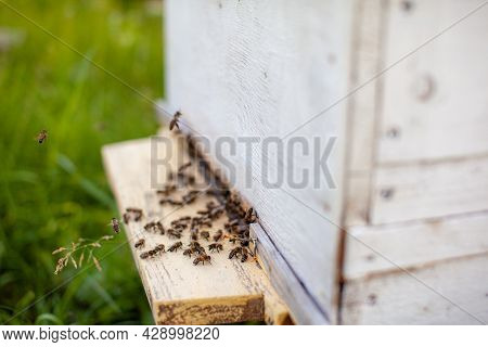 Bees Collect Pollen From The Flowers And Carry It To The Hive. The Concept Of Breeding Bees For Hone