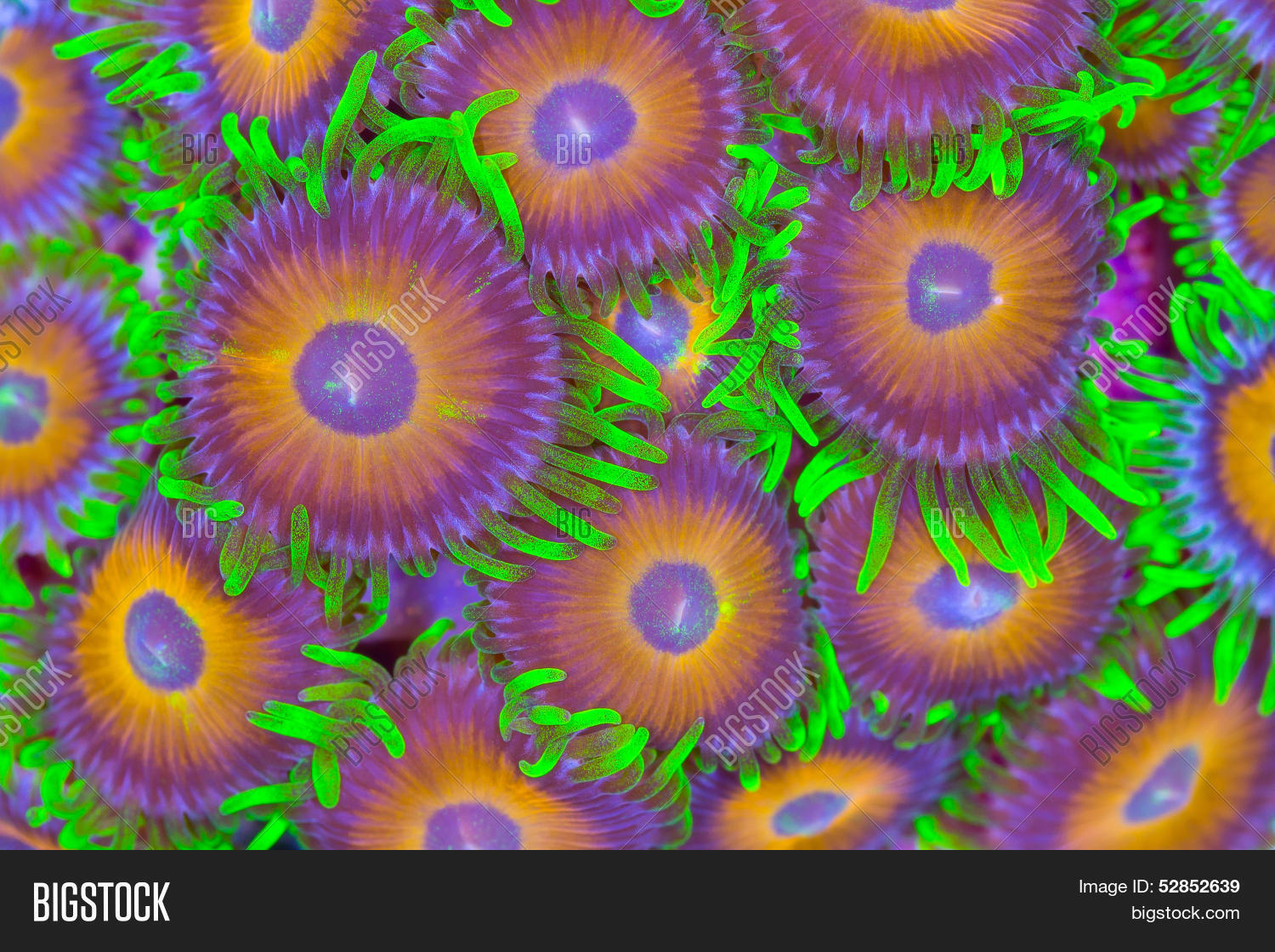 Zoanthids Image & Photo (Free Trial) Bigstock