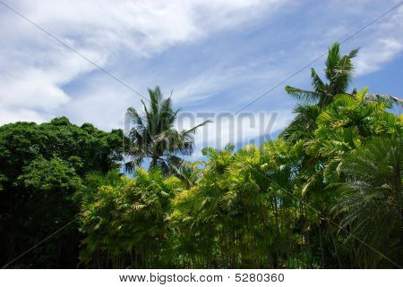 Tropical Foliage