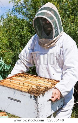 Young male beekeeper in protective workwear carrying honeycomb frames in crate at apiary