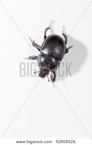 The genus Scarabaeus