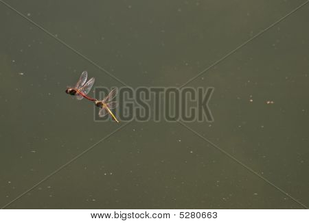 Sympetrum Fonscolombii