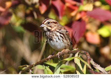 Song Sparrow (melospiza Melodia)