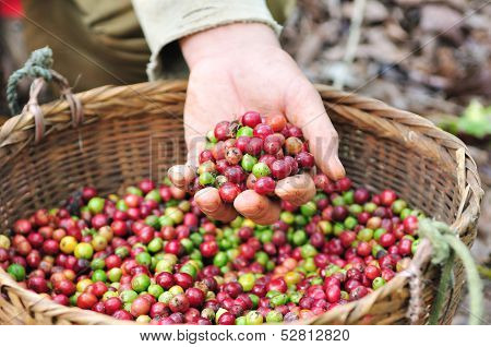 Red berries coffee beans.
