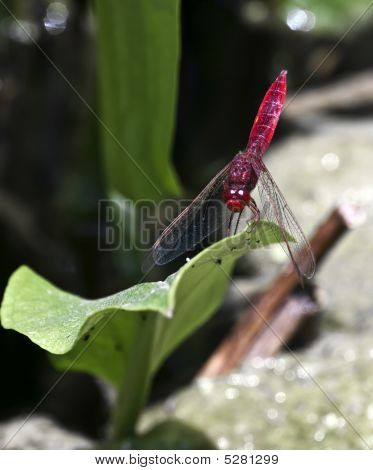 Sympetrum Fonscolombii